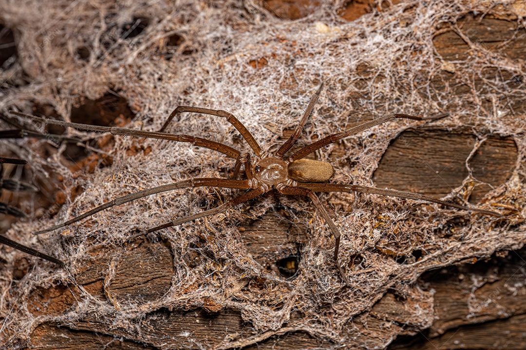 Aranha doméstica do sul da espécie Kukulcania hibernalis