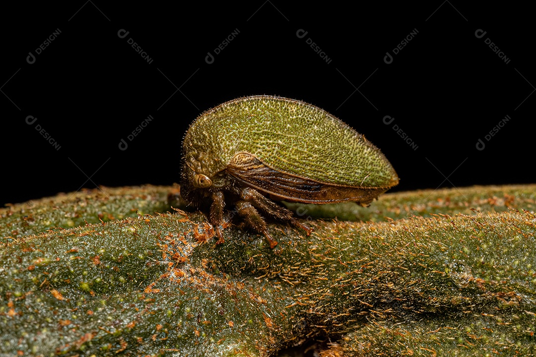 Búfalo adulto Treehopper da subfamília Smiliinae