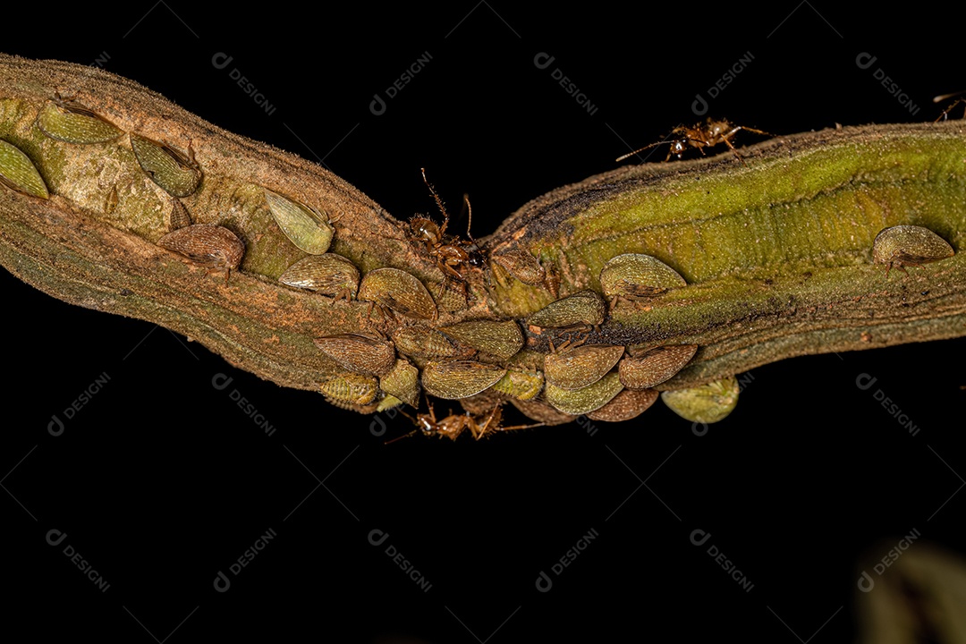 Cigarrinhas adultas da subfamília Smiliinae