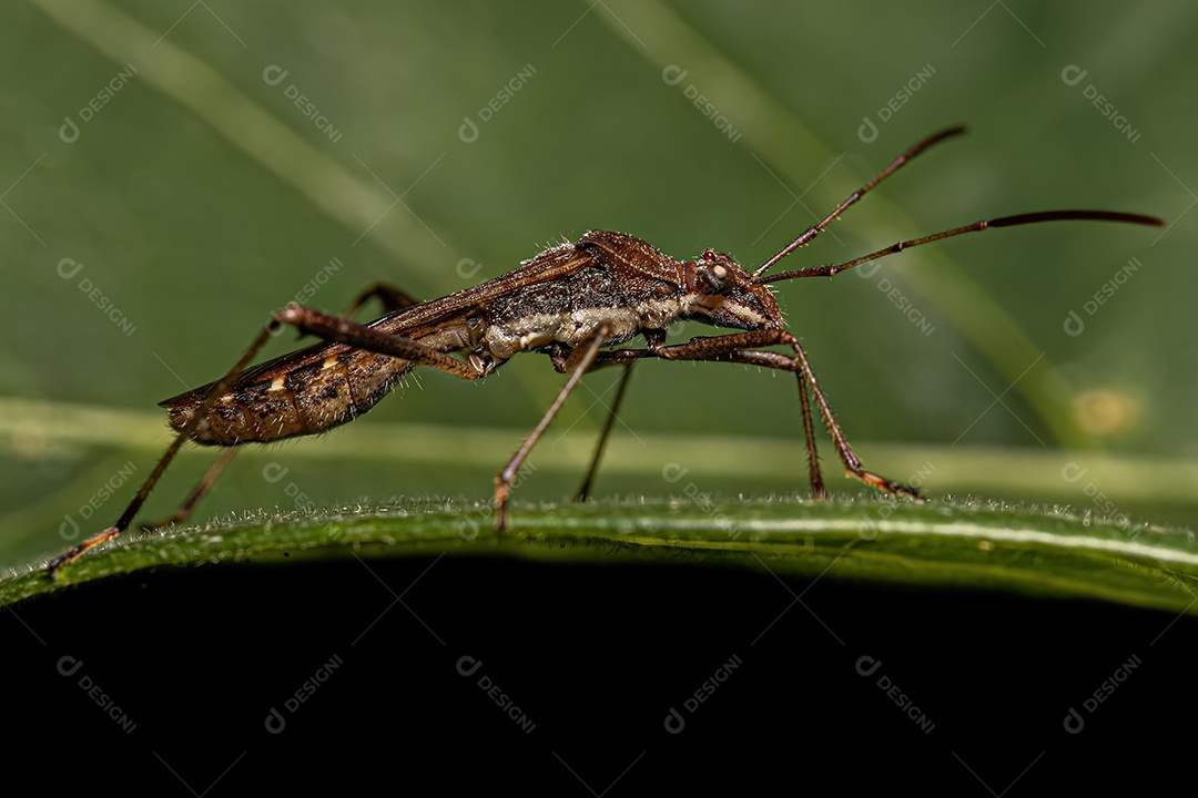 Inseto de cabeça larga macho adulto da espécie Neomegalotomus parvus