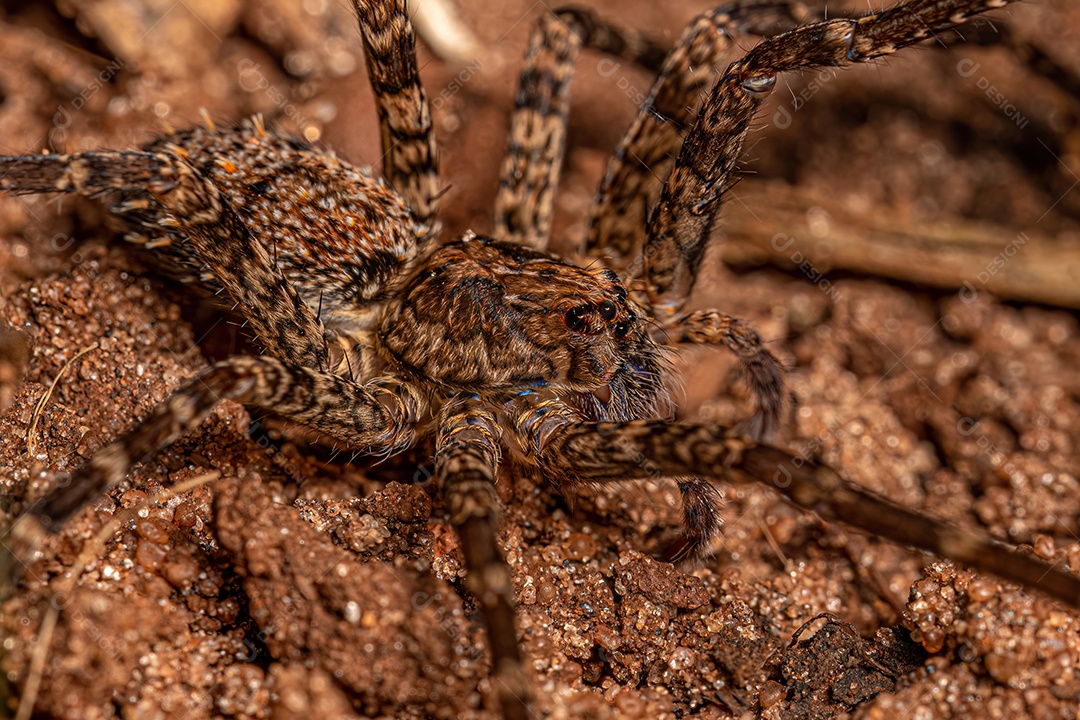 Aranha errante adulta da família Ctenidae