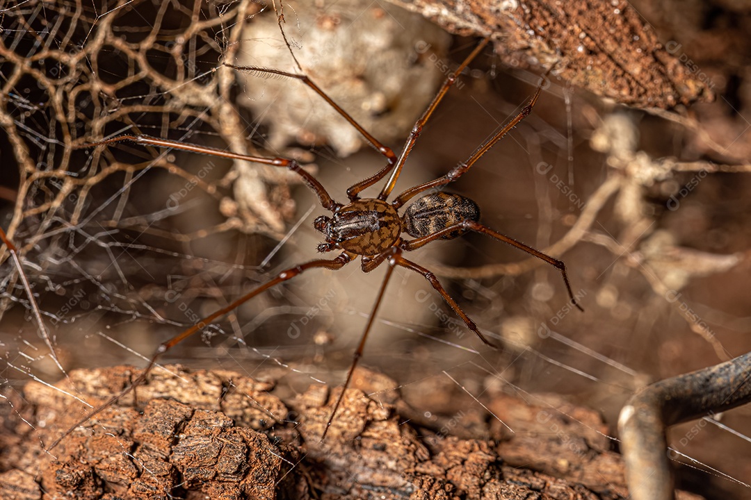 Aranha cuspideira marrom adulta