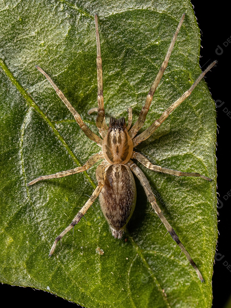 Aranha fantasma fêmea adulta da família Anyphaenidae