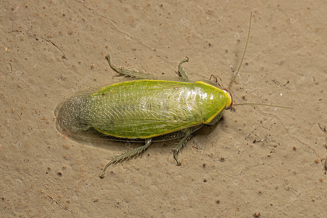 Barata gigante verde adulta do gênero Panchlora