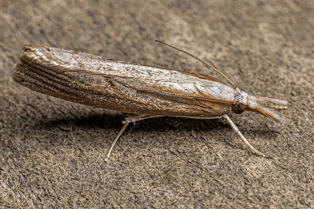 Mariposa adulta da subfamília Crambinae