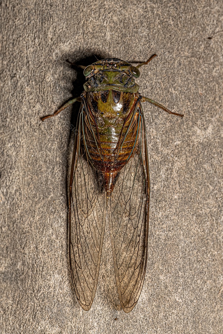 Cigarra Típica Adulta da Tribo Fidicinini