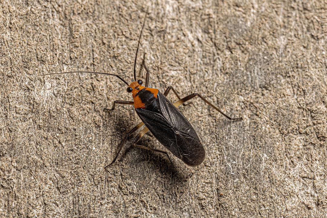Inseto de planta adulta do gênero Prepops