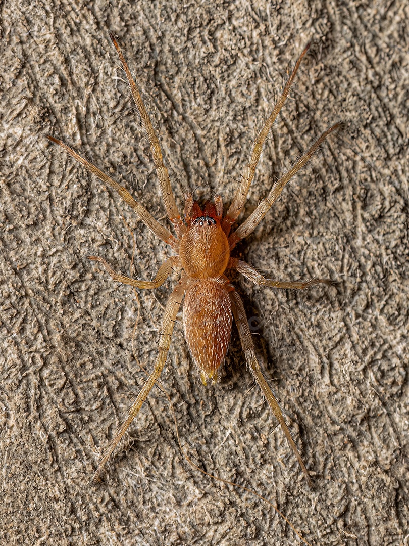 Aranha fantasma fêmea adulta da família Anyphaenidae