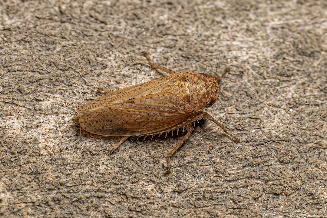 Cigarrinha Típica da Tribo Gyponini