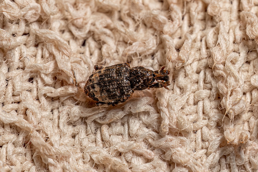 Gorgulho Verdadeiro Adulto da Família Curculionidae