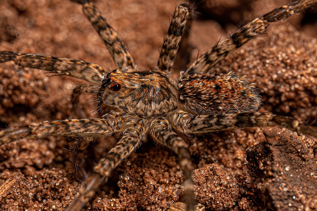 Aranha errante adulta da família Ctenidae