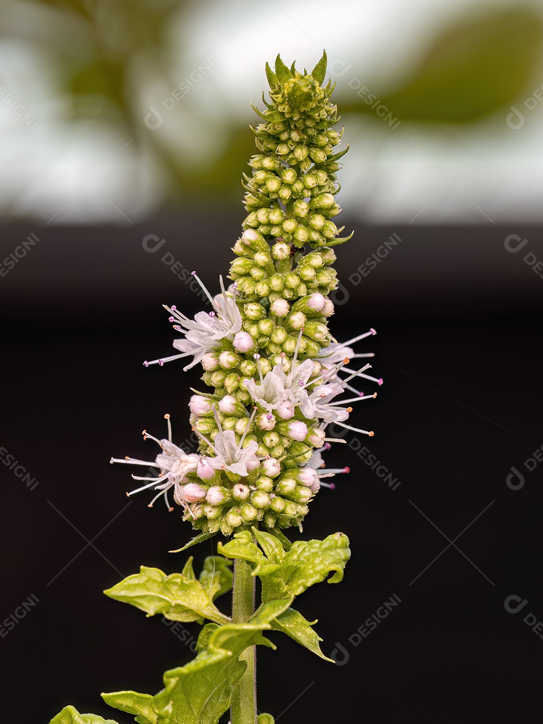 Hortelã Pequena Flor da espécie Mentha spicata