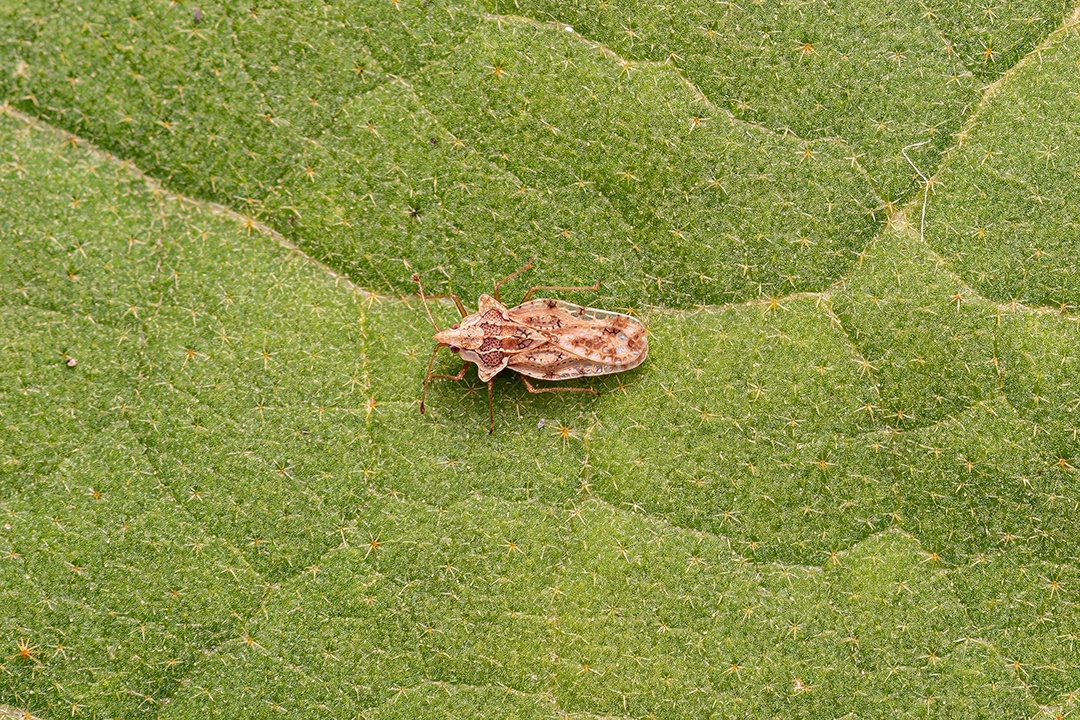 Pequeno Inseto Rendado da Família Tingidae