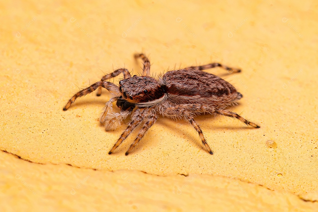 Aranha saltadora cinzenta fêmea adulta da espécie Menemerus bivittatus