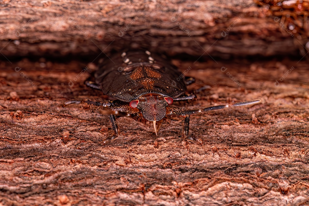 Ninfa de percevejos do gênero Antiteuchus