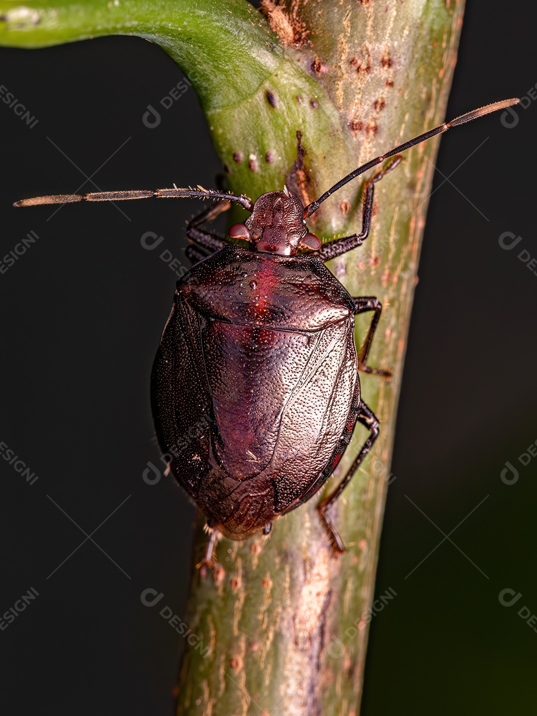 Percevejo adulto do gênero Antiteuchus