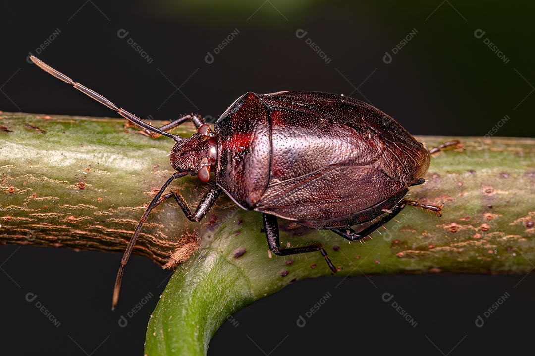 Percevejo adulto do gênero Antiteuchus