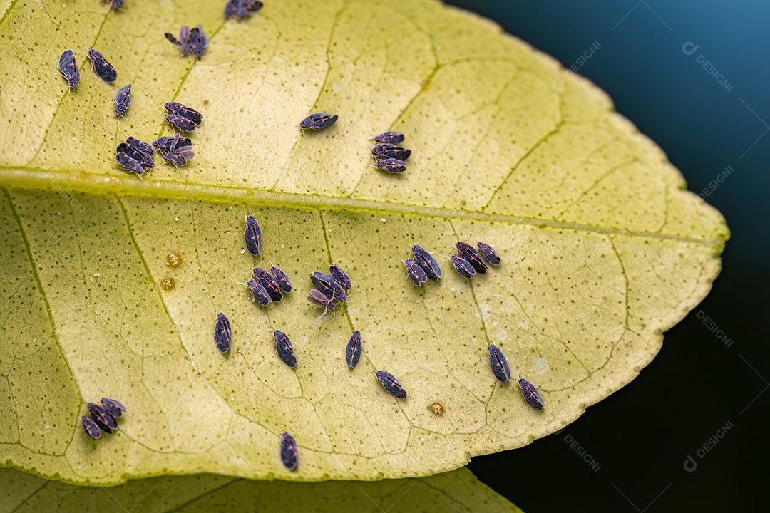 Mosca preta dos citrinos adulta Inseto da espécie Aleurocanthus woglumi