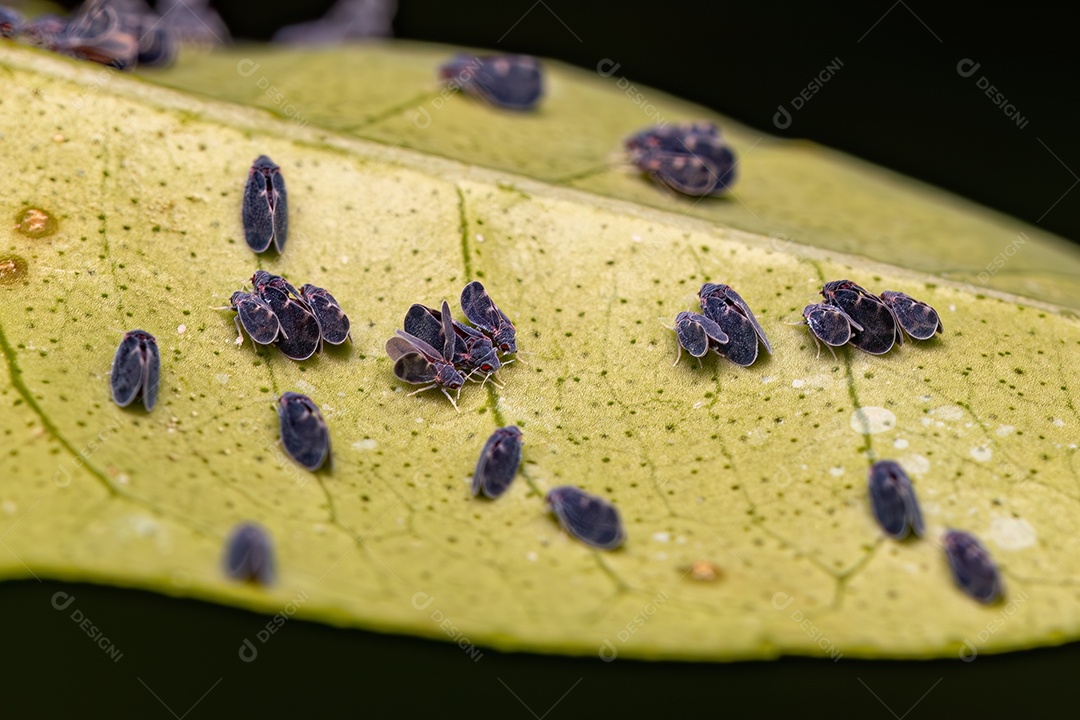 Mosca preta dos citrinos adulta Inseto da espécie Aleurocanthus woglumi