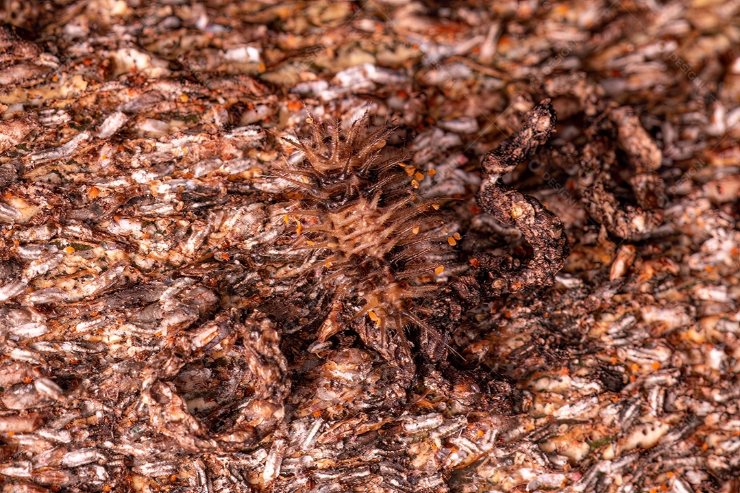 Larva de besouro pequeno da ordem coleoptera