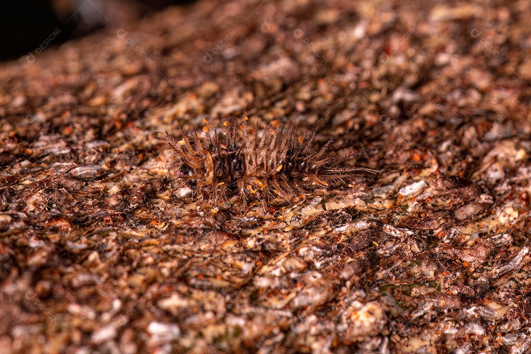 Larva de besouro pequeno da ordem coleoptera