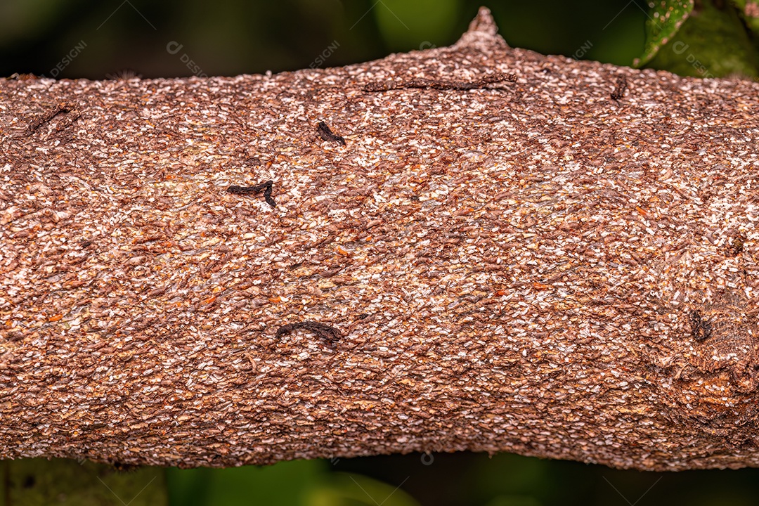 Citrus Snow Scale Inseto da espécie Unaspis