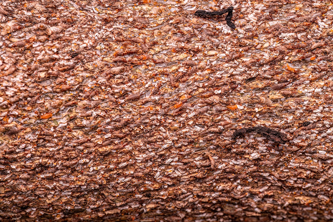 Citrus Snow Scale Inseto da espécie Unaspis