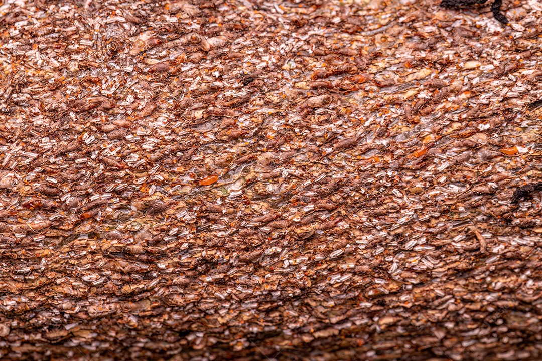 Citrus Snow Scale Inseto da espécie Unaspis