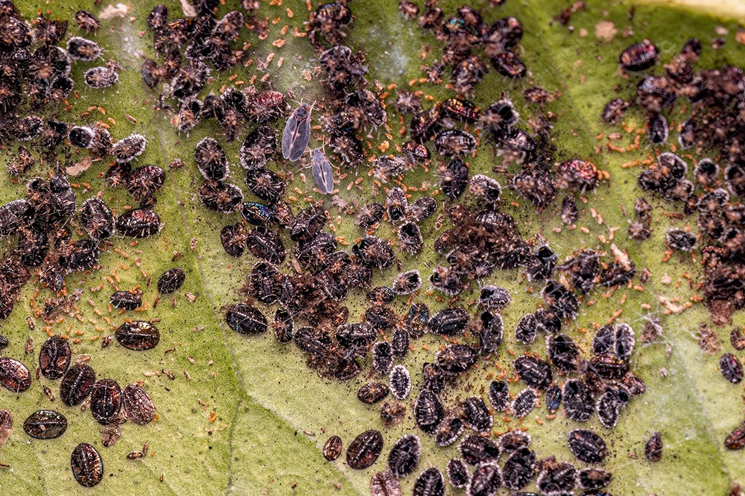 Citrus Black Fly Insetos da espécie Aleurocanthus woglumi