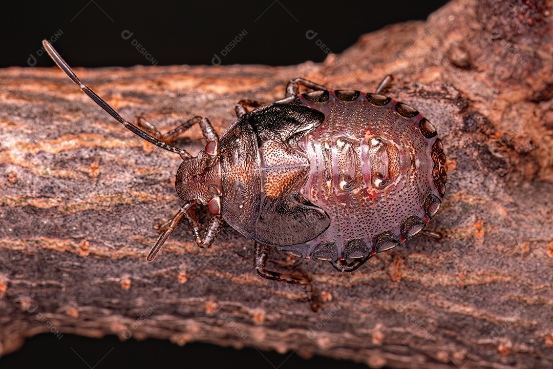 Percevejos do gênero Antiteuchus