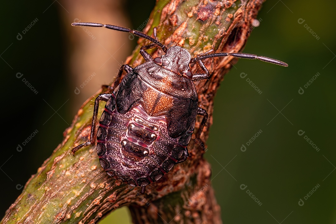 Percevejos do gênero Antiteuchus