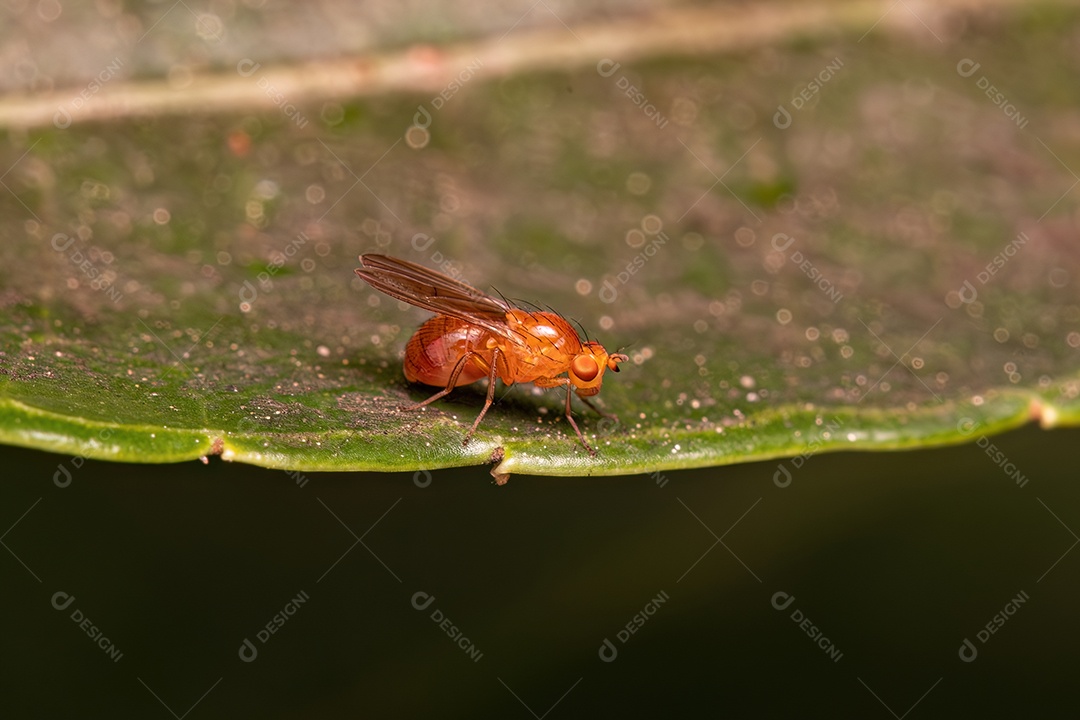 Adulto A Calyptrate Mosca do Zoológico