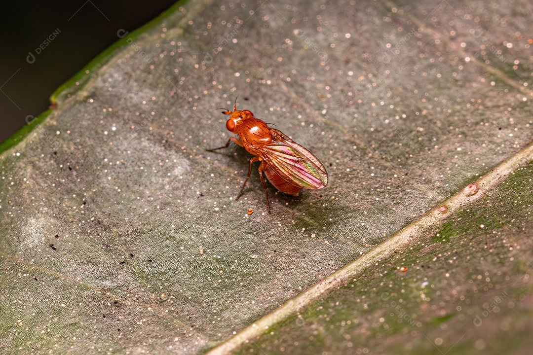 Adulto A Calyptrate Mosca do Zoológico