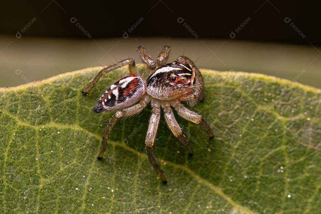 Pequena Aranha Saltadora