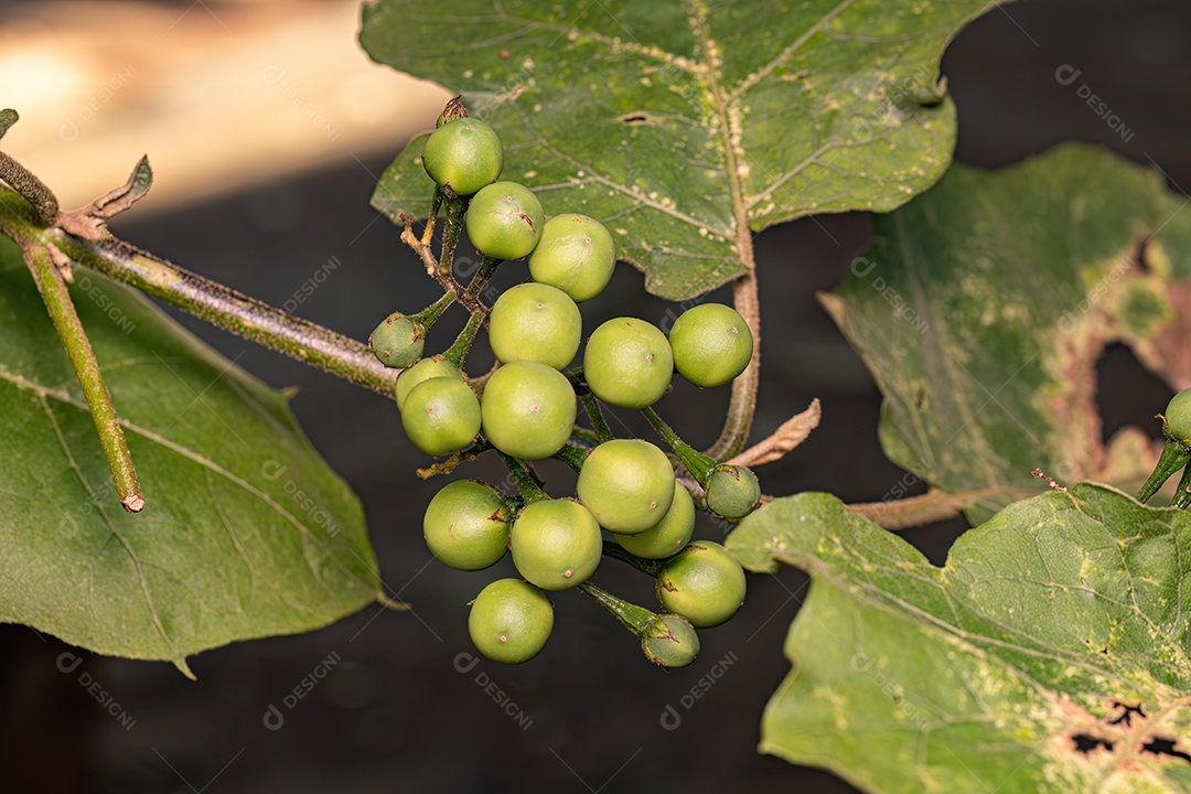 Planta com flor da espécie Solanum torvum comumente conhecida como jurubeba uma beladona comum em quase todo o Brasil