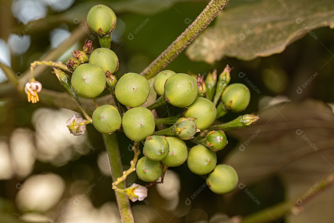 planta com flor da espécie Solanum torvum comumente conhecida como jurubeba uma beladona comum em quase todo o Brasil