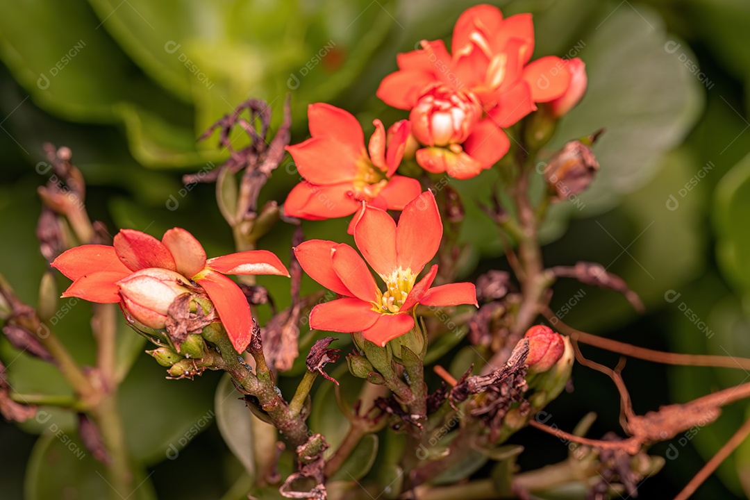 Flor Vermelha da espécie Kalanchoe