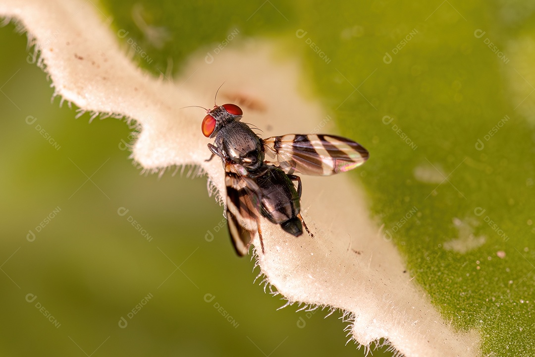 Mosca alada adulta da família Ulidiidae