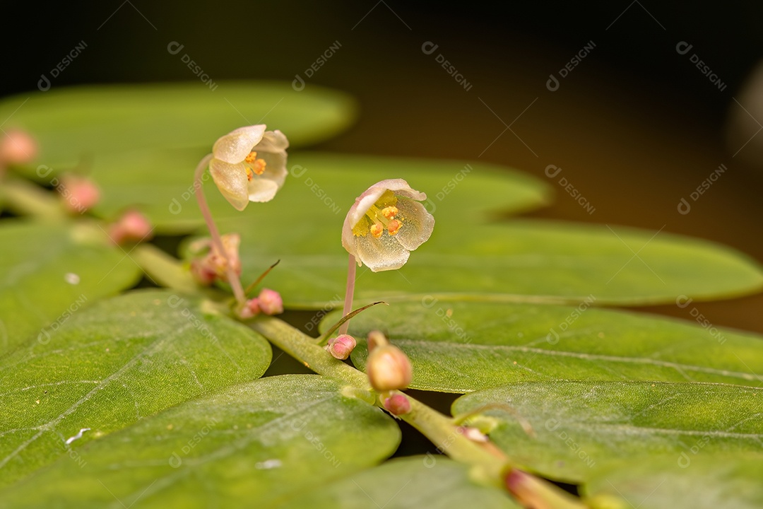 Pequena Planta Eólica do Gênero Phyllanthus