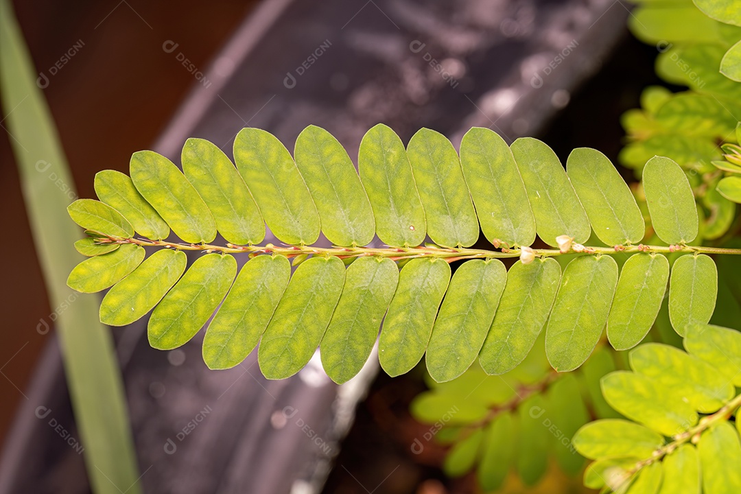 Pequena Planta Eólica do Gênero Phyllanthus