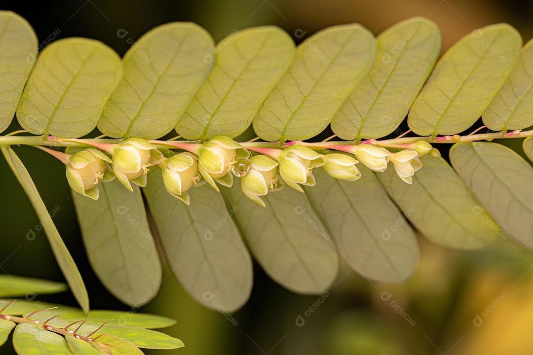 Pequena Planta Eólica do Gênero Phyllanthus