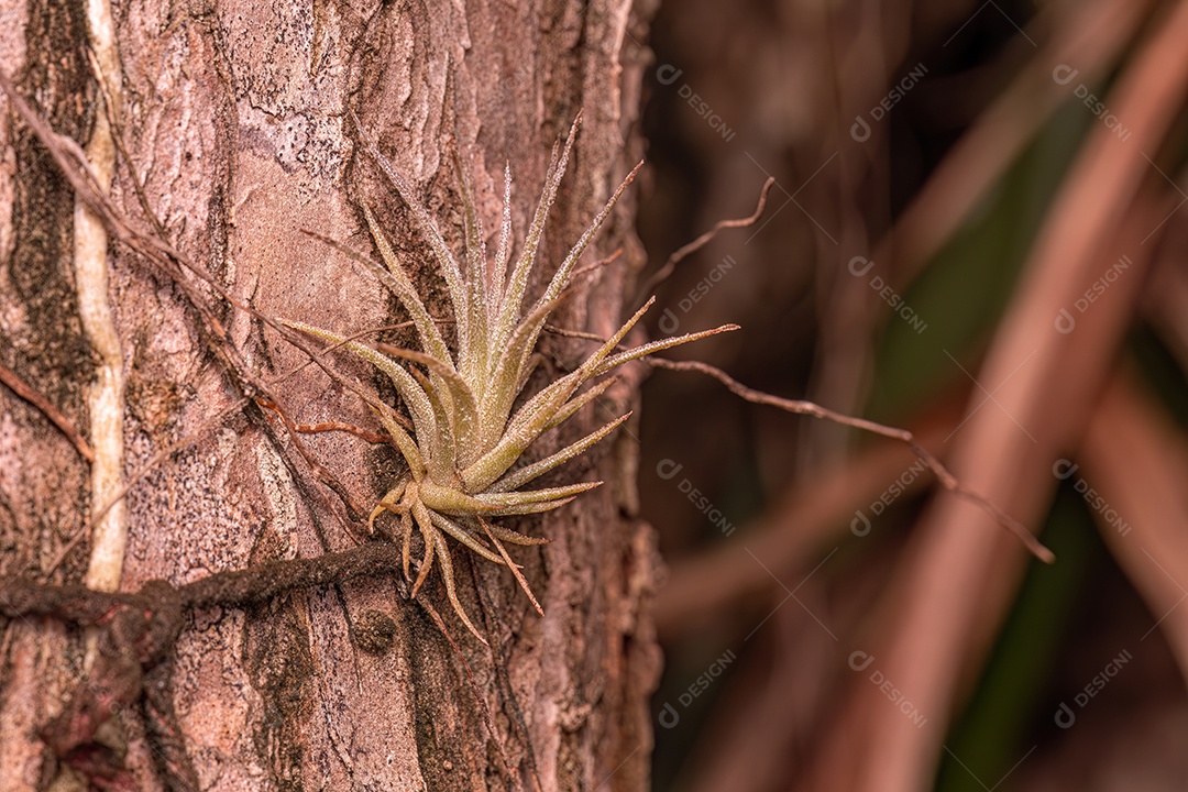 Pequena planta aérea bromélia planta do gênero Tillandsia