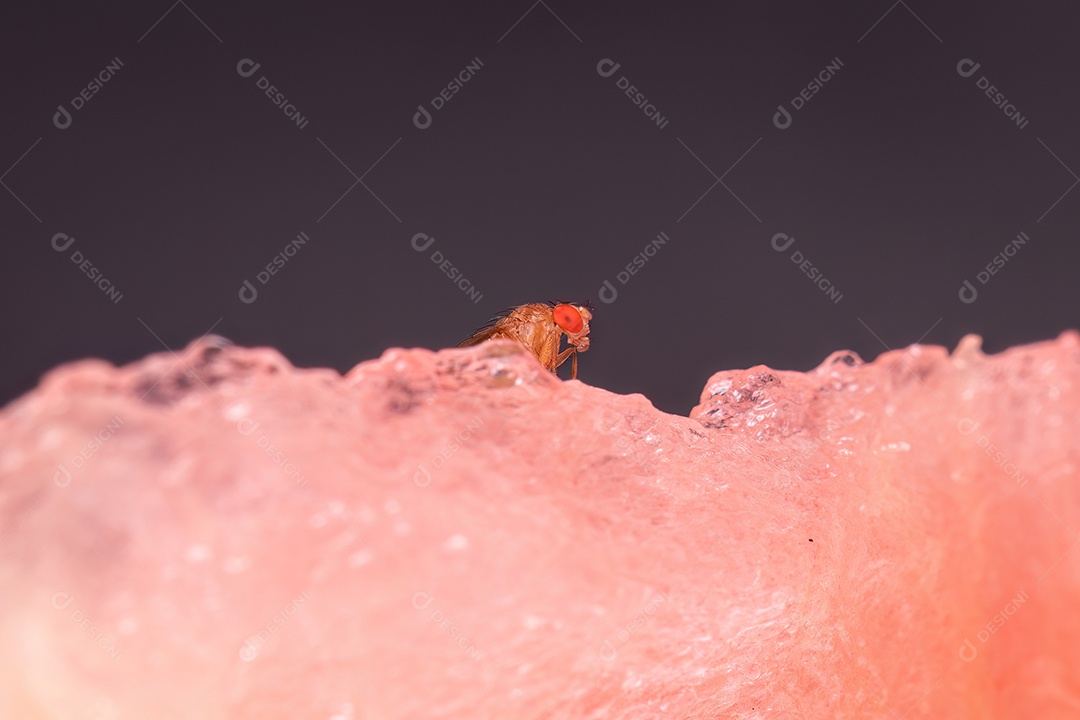 fotografia macro de textura vermelha de uma melancia fatiada com sementes