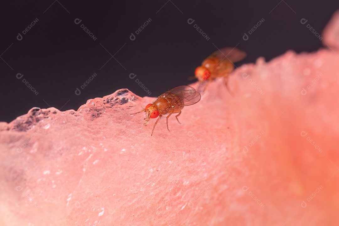 Mosca da fruta pequena adulta do gênero Drosophila