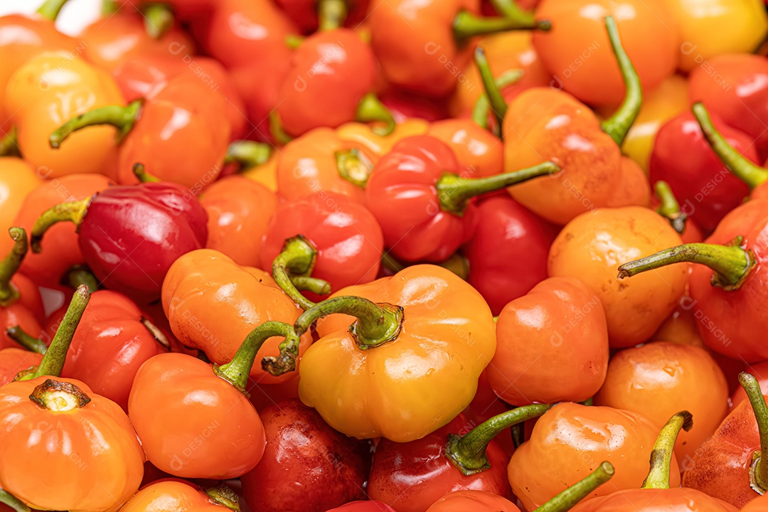 Conjunto de bagas de pimenta coletadas com foco seletivo