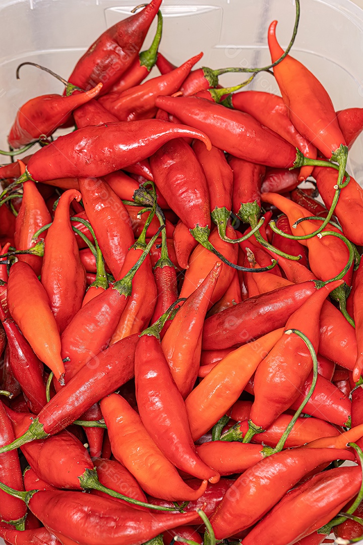 Conjunto de bagas de pimenta coletadas com foco seletivo