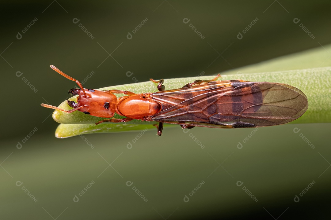 Formiga Cecropia adulta Rainha do Gênero Azteca