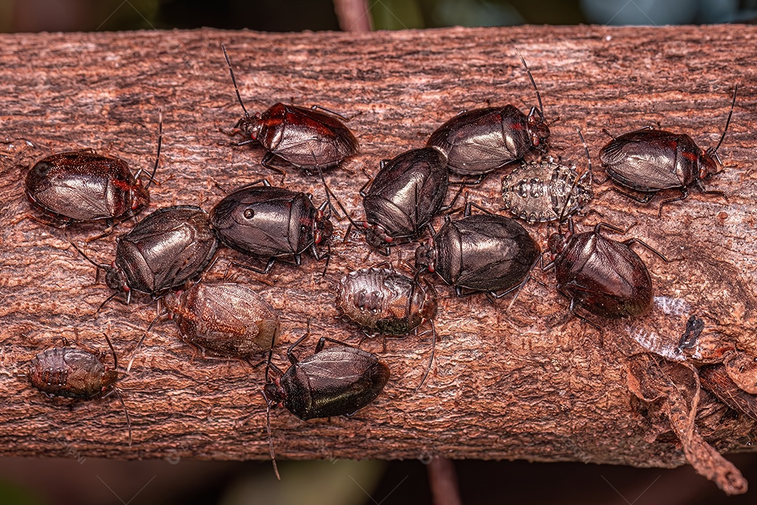 Pequeno percevejo do gênero Antiteuchus