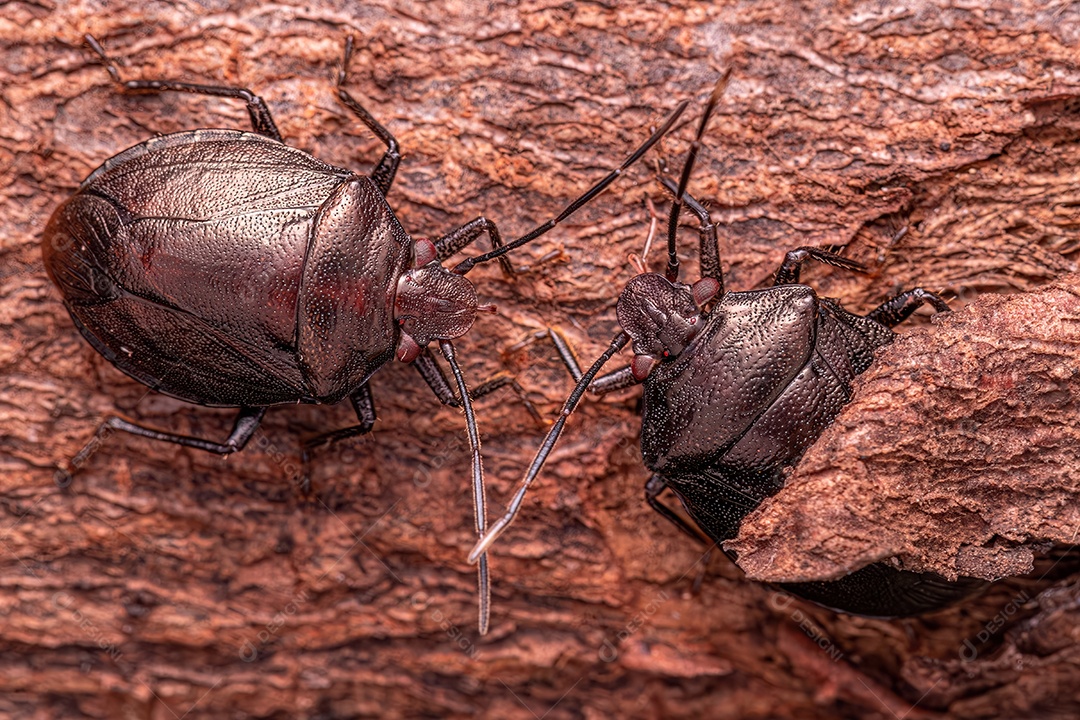 Pequeno percevejo do gênero Antiteuchus