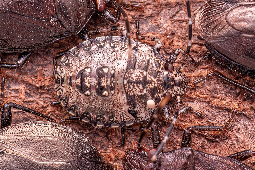 Pequeno percevejo do gênero Antiteuchus